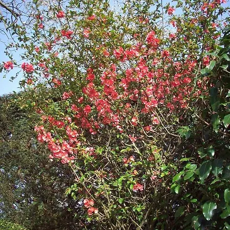 La Buissonniere Alojamento de Acomodação e Pequeno-almoço 5*