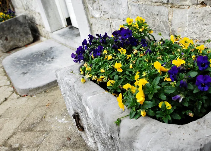 La Buissonniere Xhoris