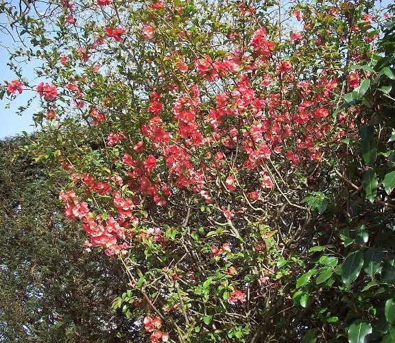 La Buissonniere Bed & Breakfast 5*